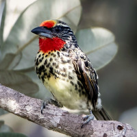 Black-spotted Barbet
